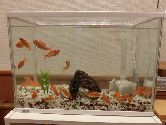 アミライフ 湯の里 金魚飼い始めました アミコ News アミコ株式会社 アミライフ 湯の里 金魚飼い始めました アミコ News アミコ株式会社